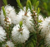 Trauma therapy(Soul retrieval)